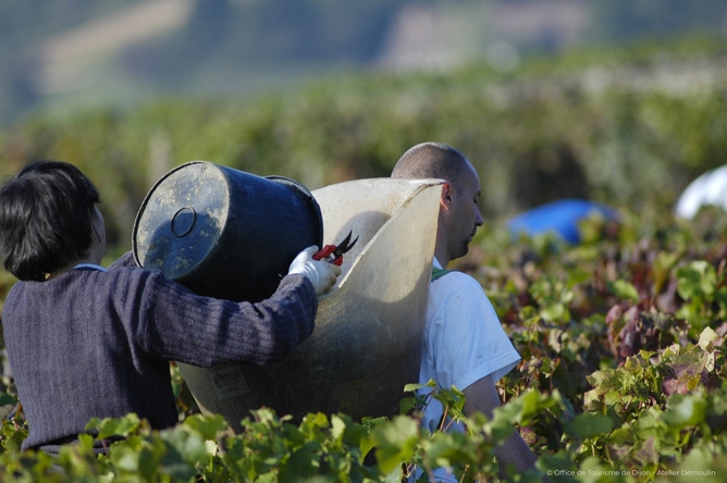 mosaic-vendanges.jpg